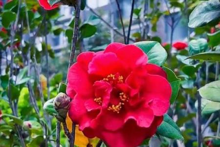 芬芳人间对应的生肖是哪个，有什么寓意  