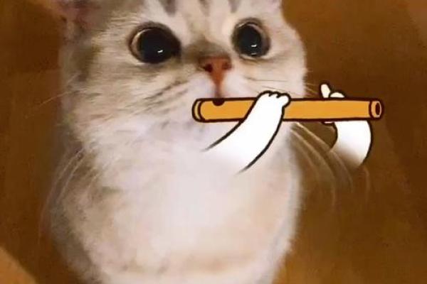 笛子代表特马在生肖谜语中象征哪个动物  