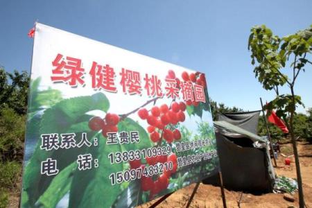 绿树红果丰收期象征什么生肖及其寓意  