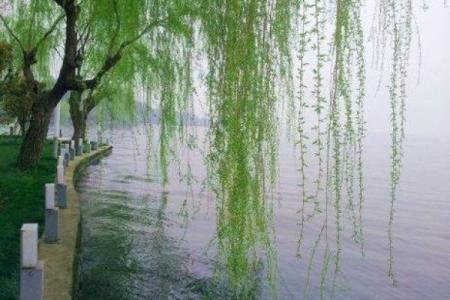 红花柳绿四季春是什么生肖  词语释义解释落实
